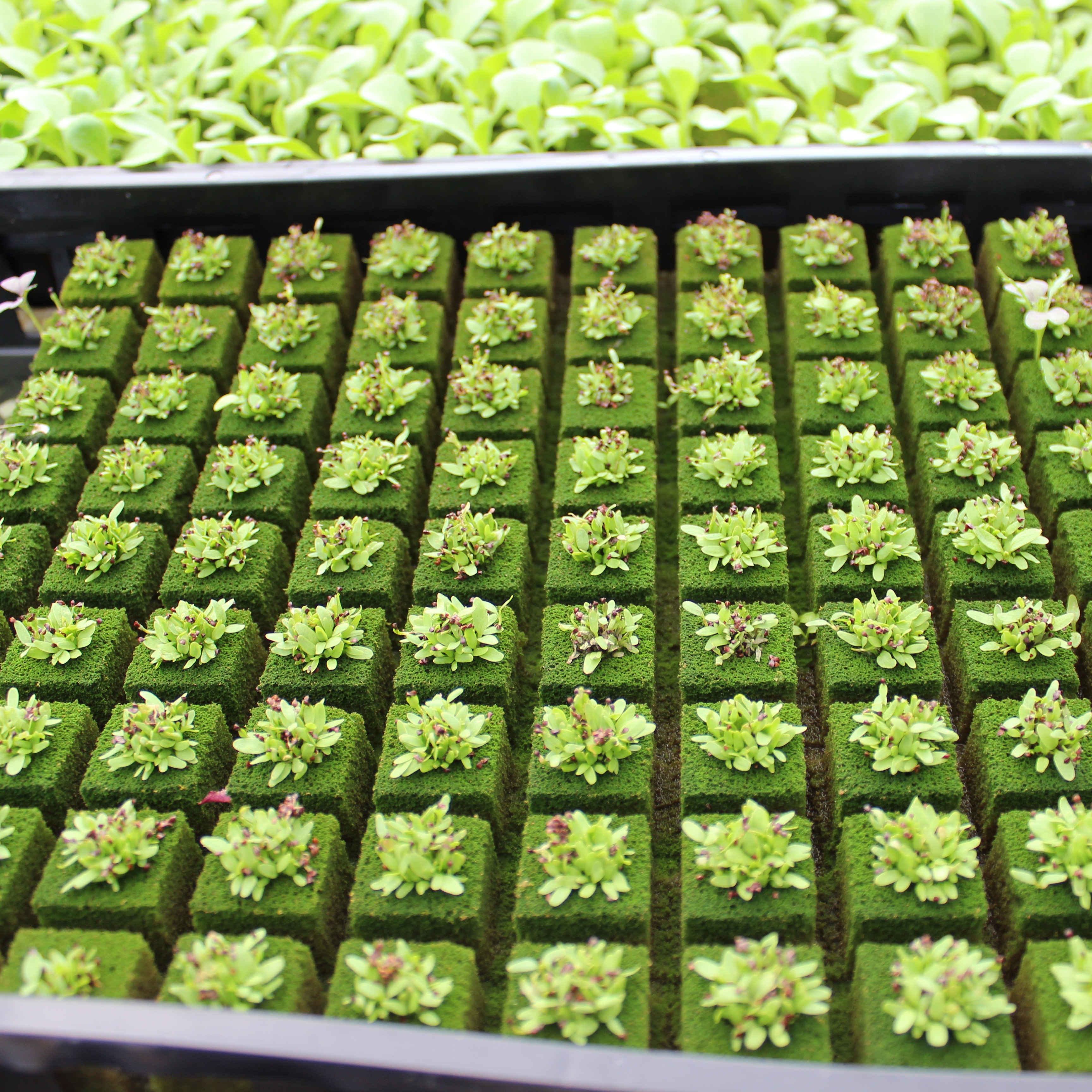 Lettuce Farm