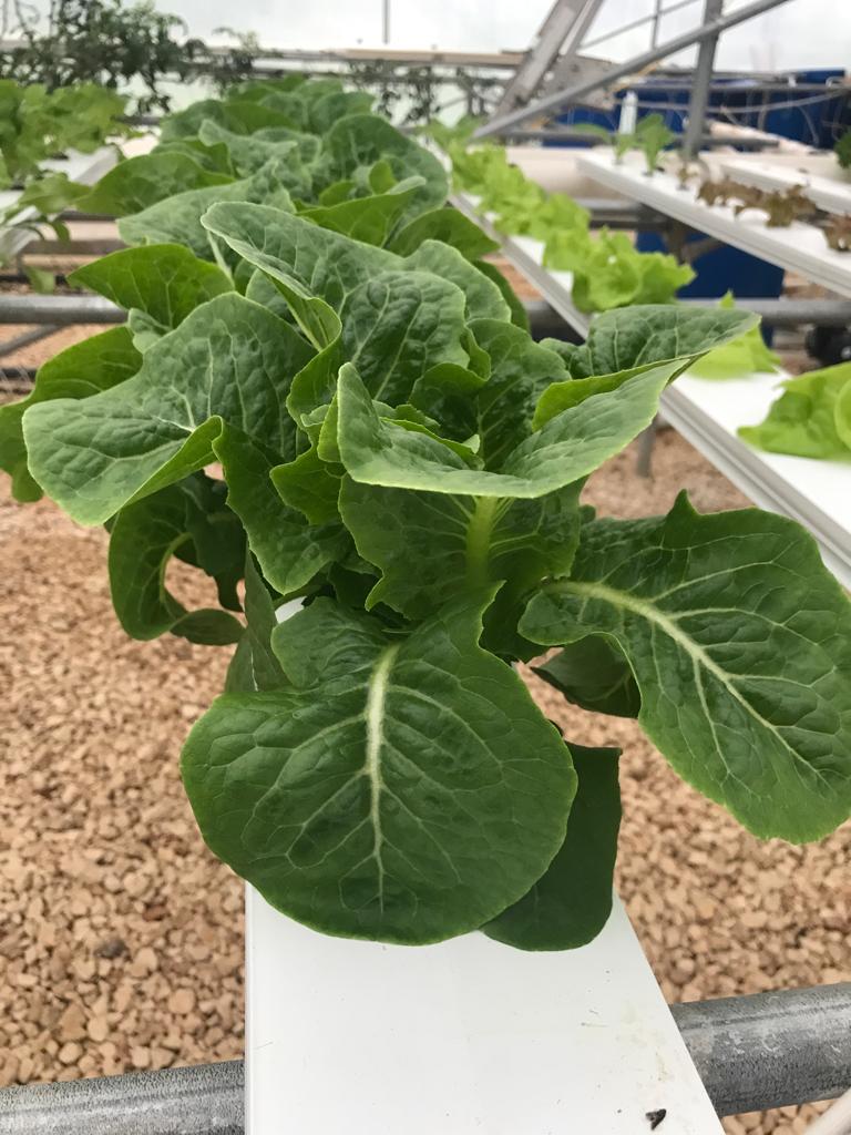 Hydroponic grown lettuce