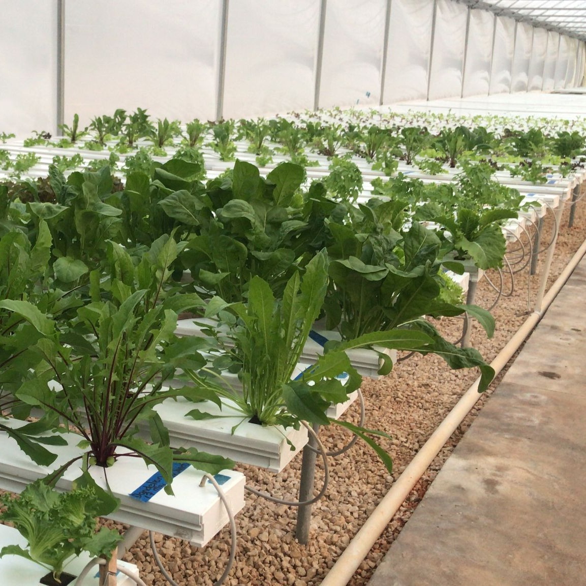 Growing Lettuce in AL