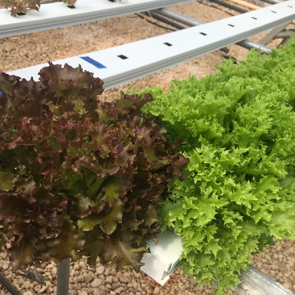 Green and Red Lettuce