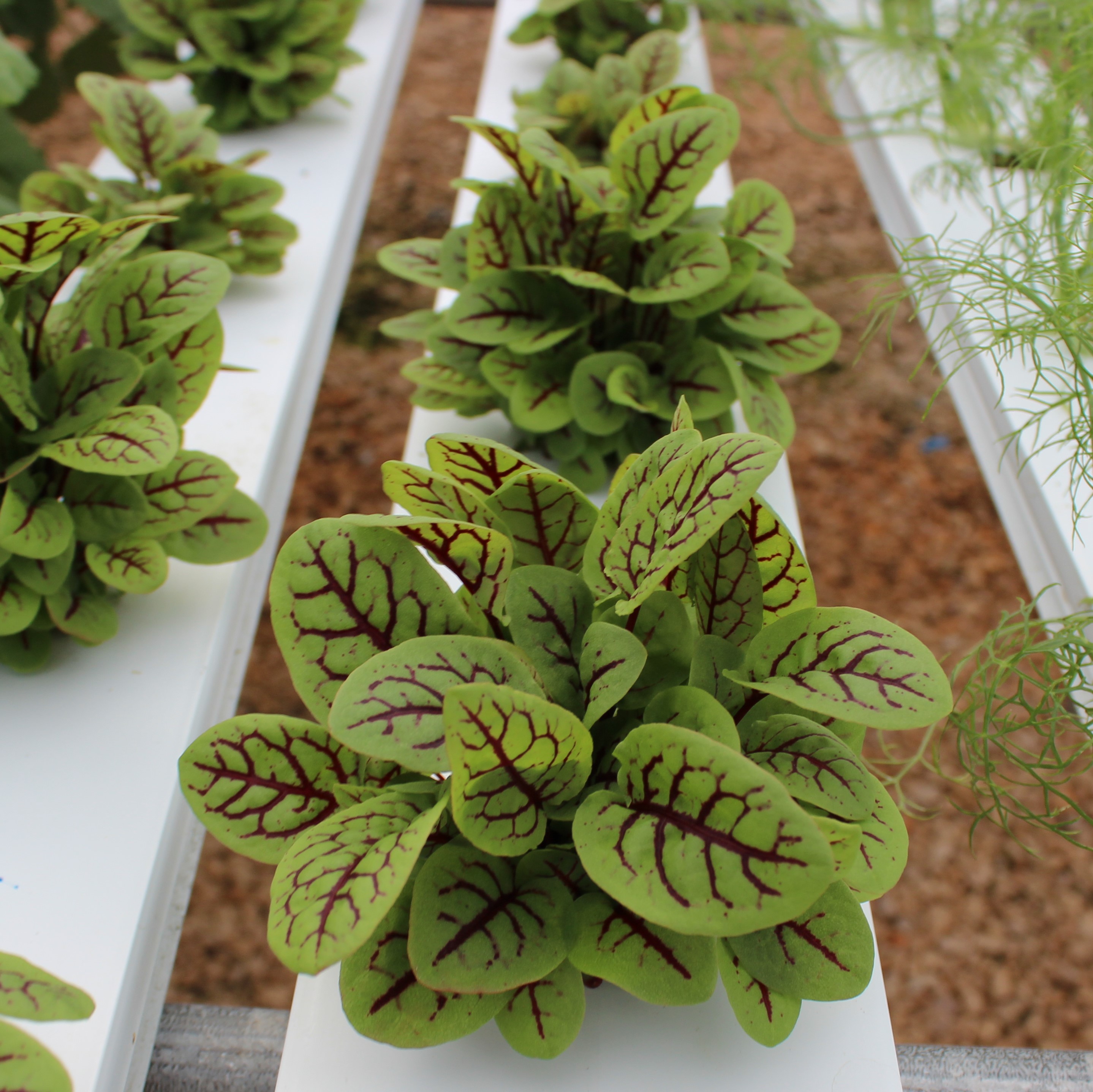 Red Sorrel