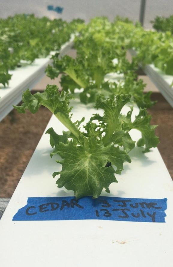 Cedar Oak Lettuce