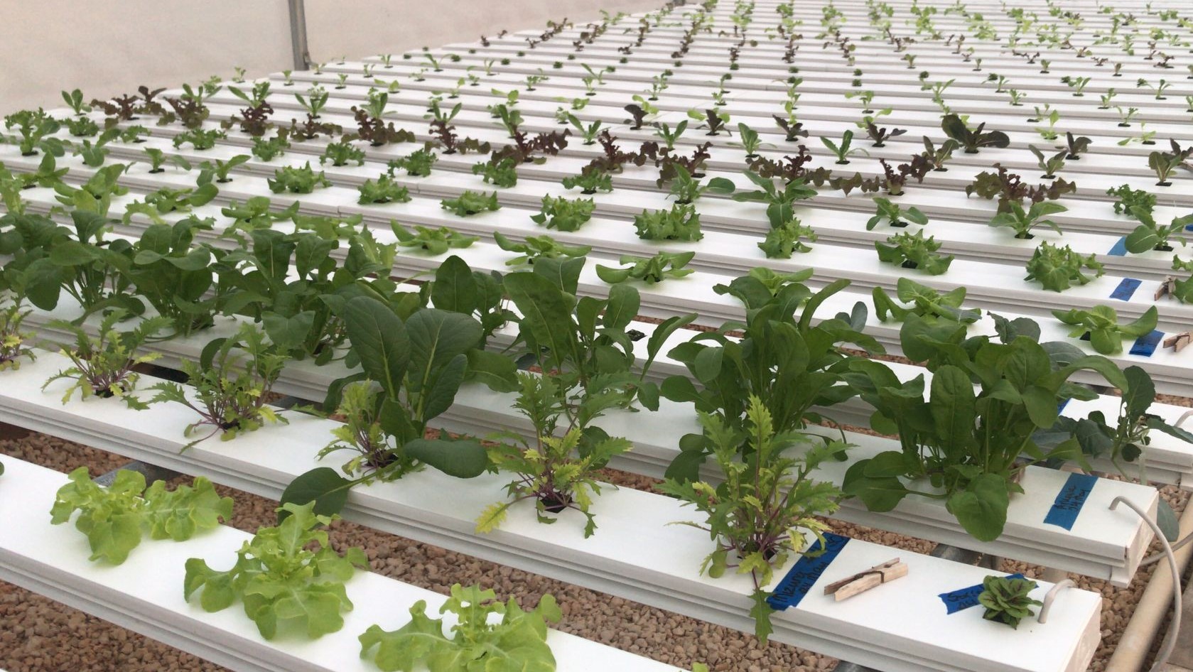 Growing lettuce hydroponically