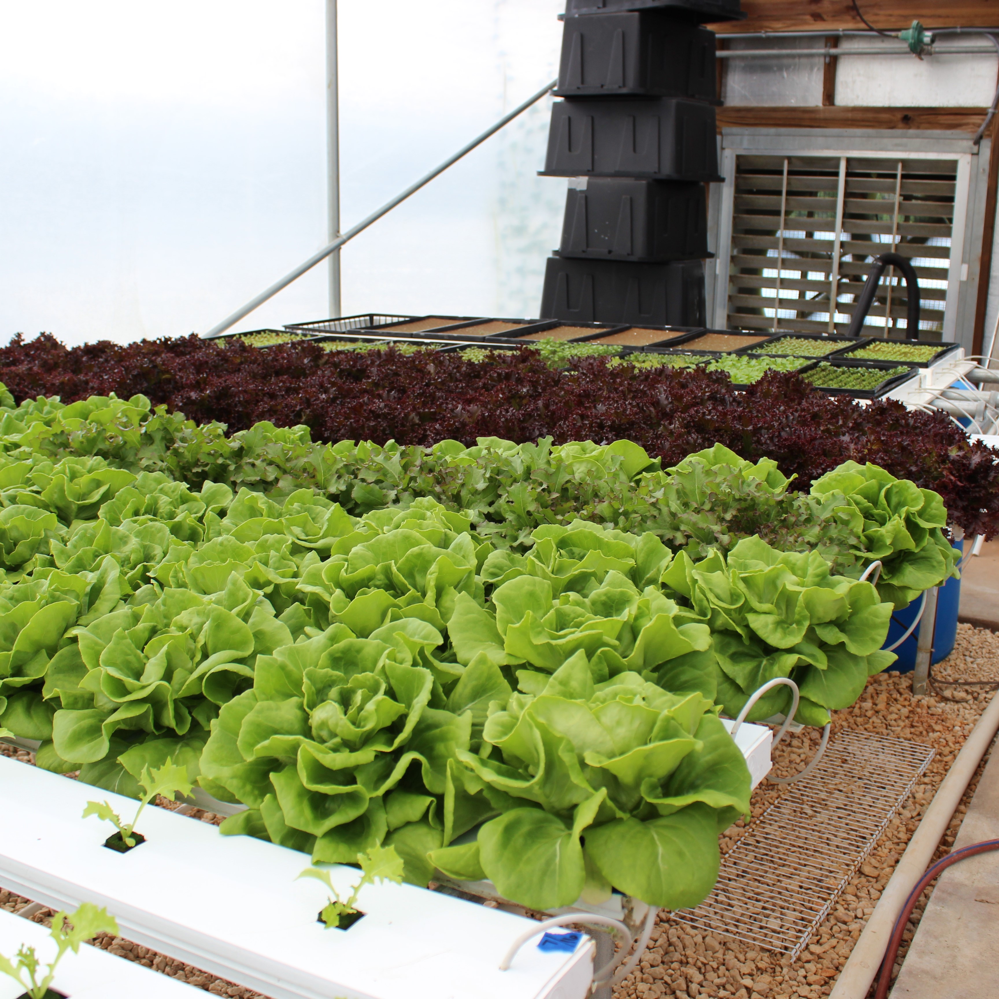 Different Lettuces