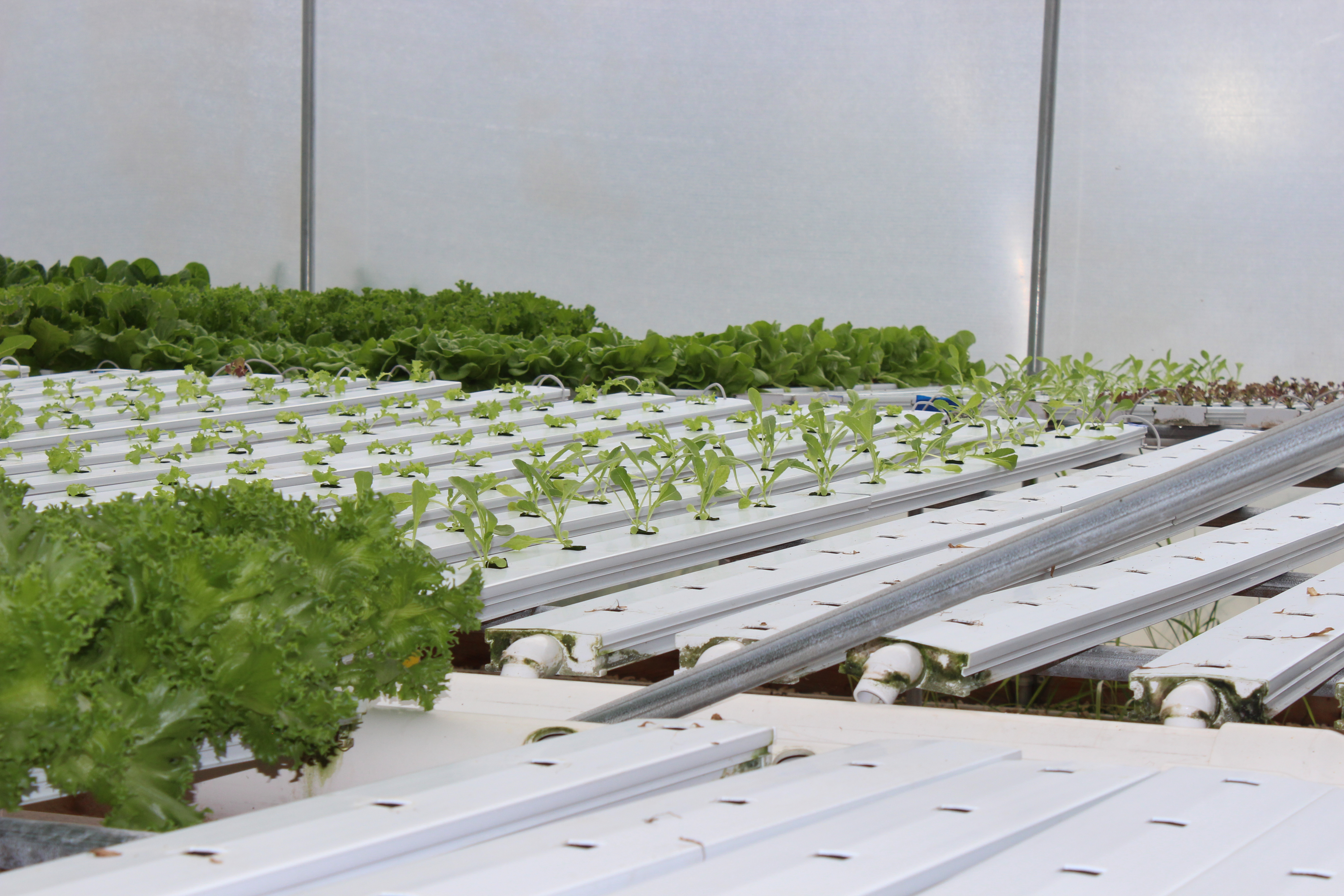 Different growing lettuce
