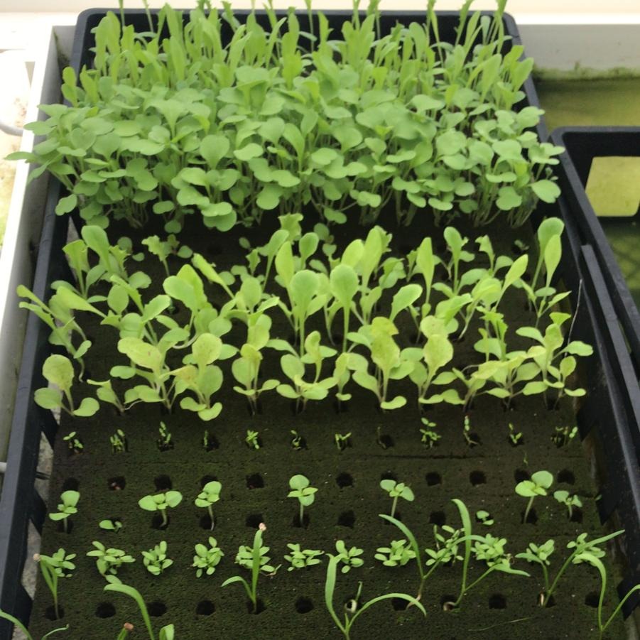 Growing Lettuce