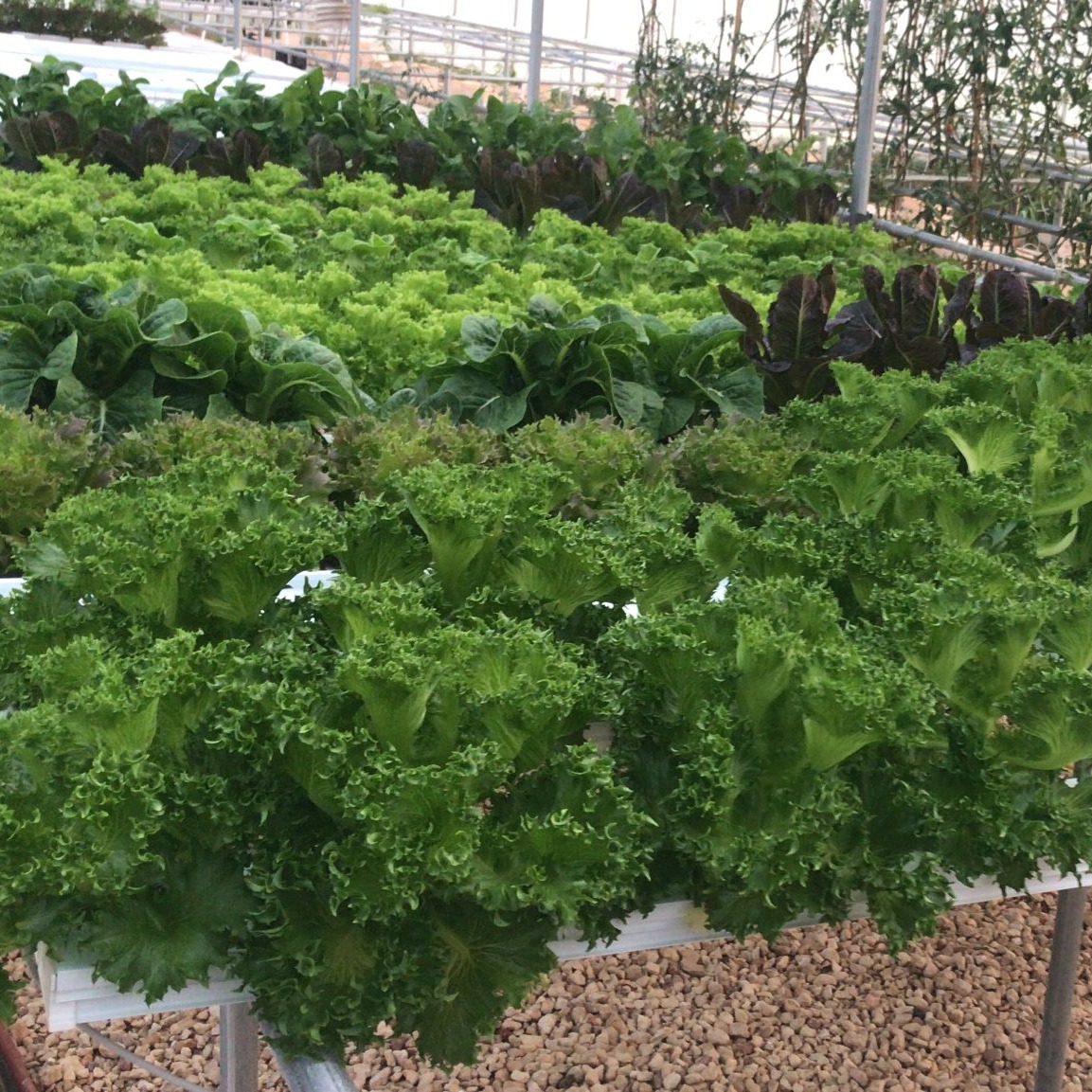 Lettuce Varieties
