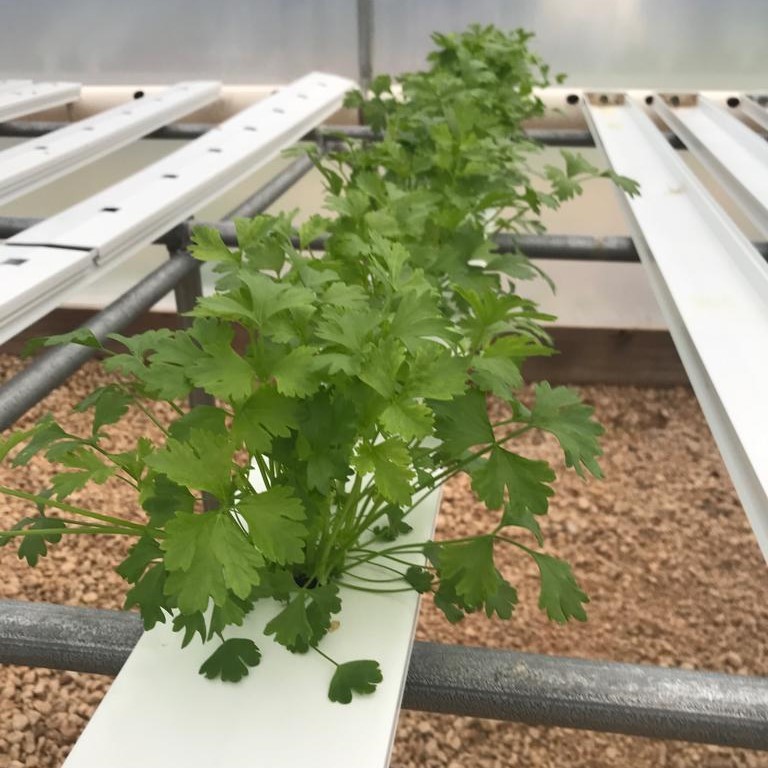 Cilantro