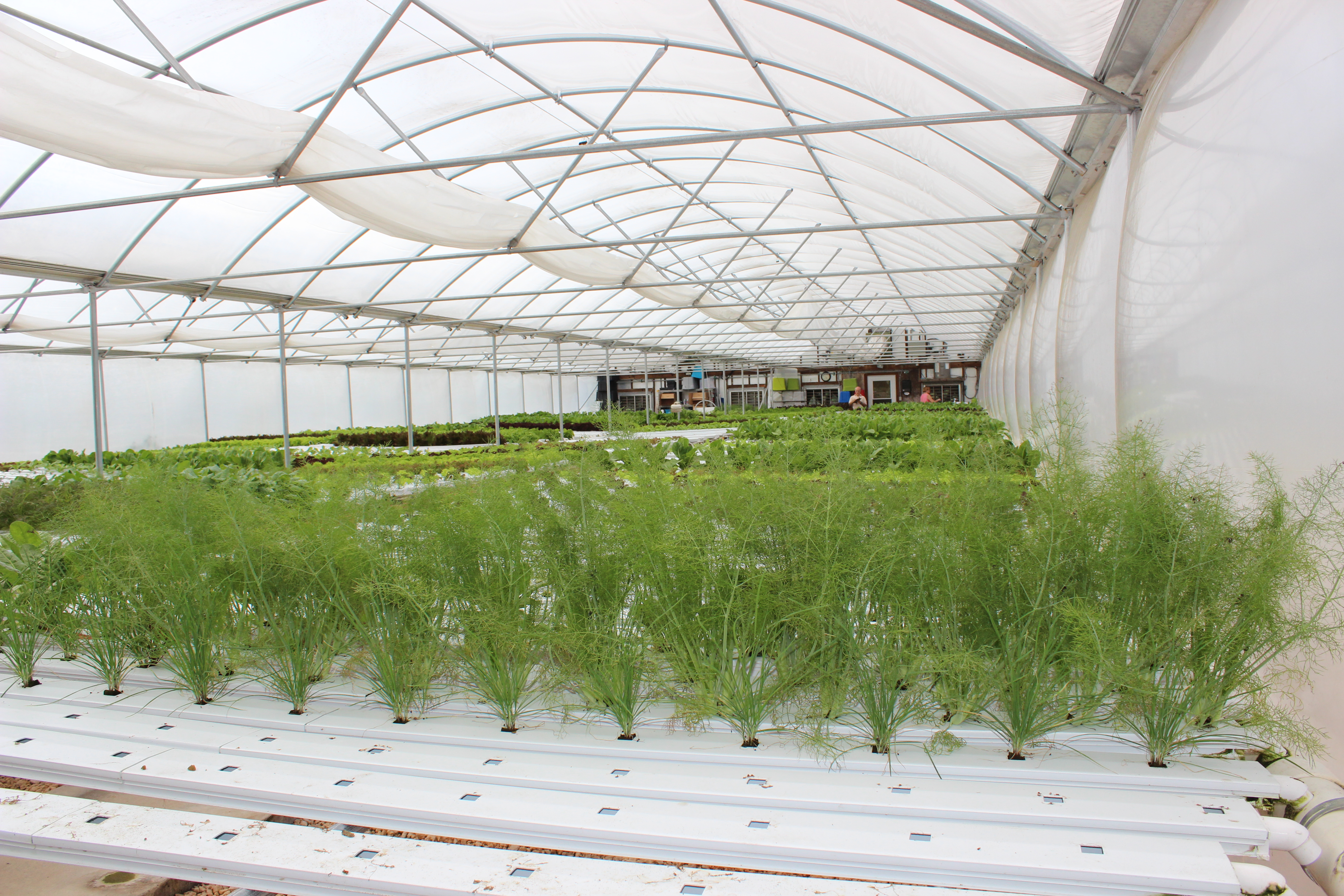 Growing lettuce