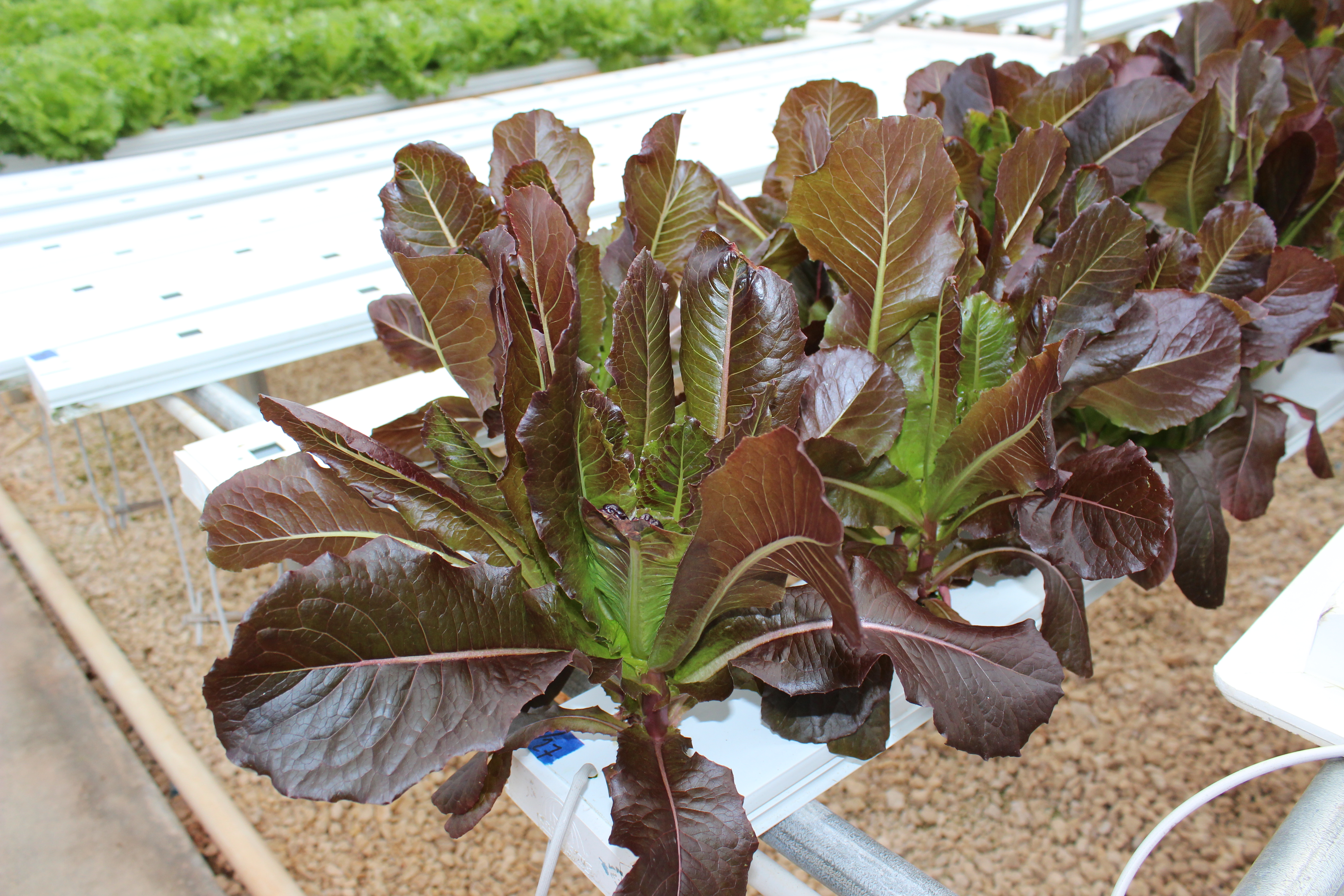 Lettuce Farm in Alabama